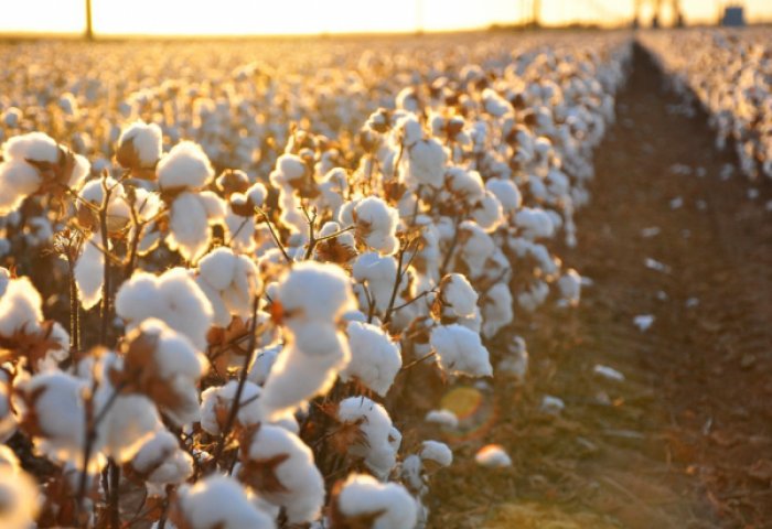 Cotton Harvest in Turkmenistan Kicks Off September 11