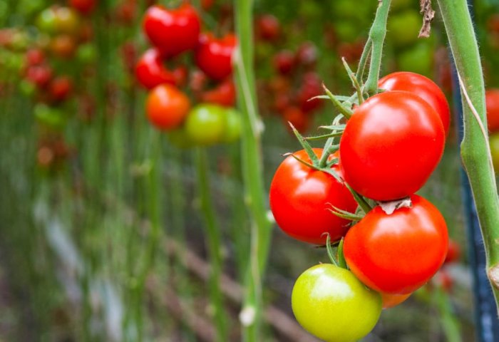 Мировой импорт томатов оценивается в $ 9,24 млрд