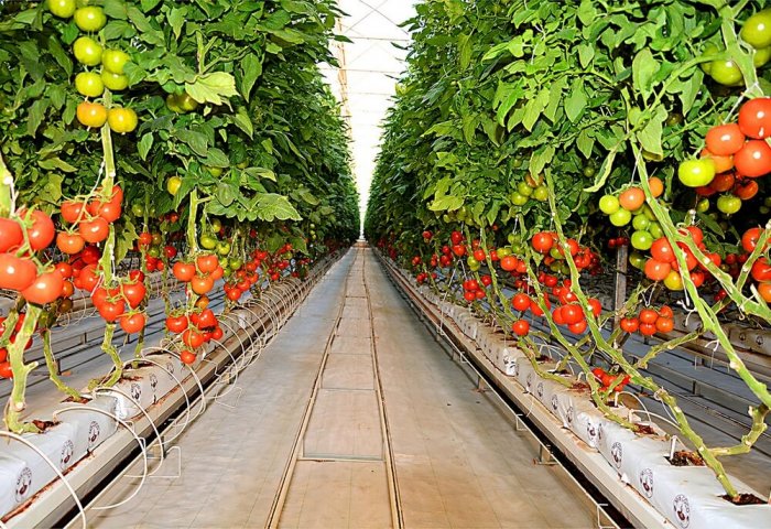 Turkmen Greenhouse Grower in Sarakhs Collects its First Tomato Harvest