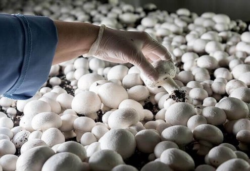 Turkmen Altynnur Zamany Produces Packaged Mushroom Products