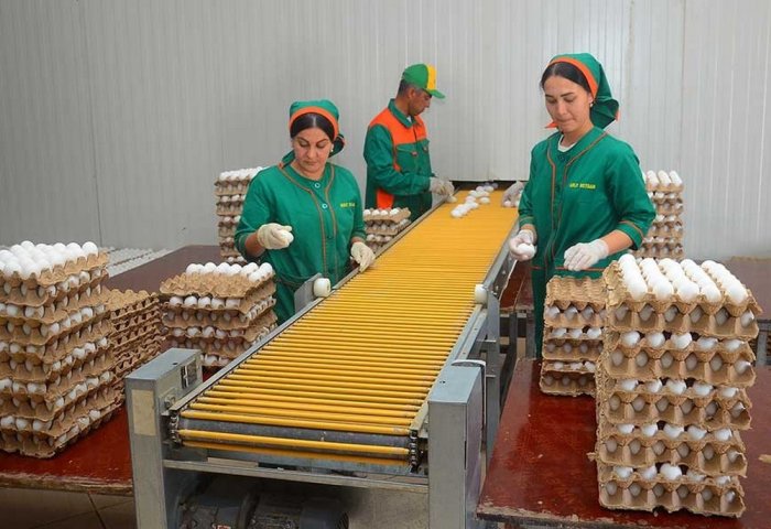 Türkmen telekeçisi aýda 10-15 million towuk ýumurtgalaryny eksport edýär