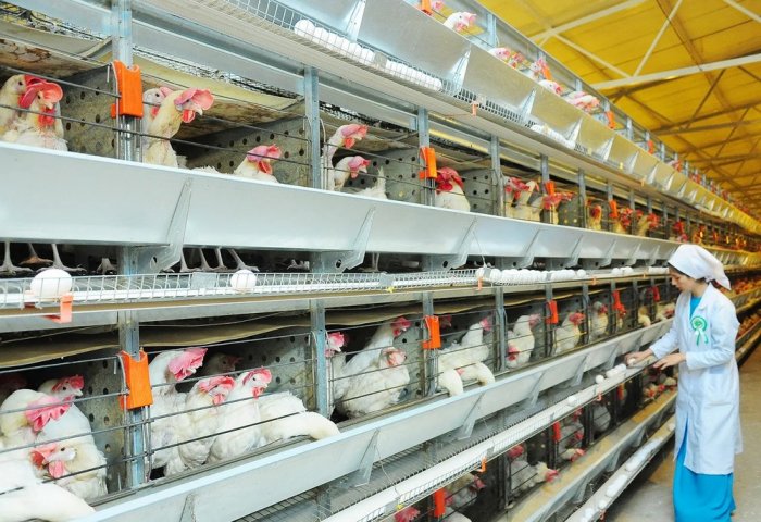 "Gurban" hojalyk jemgyýeti günde 123 müňden gowrak ýumurtga alýar "Gurban" hojalyk jemgyýeti günde 123 müňden gowrak ýumurtga alýar