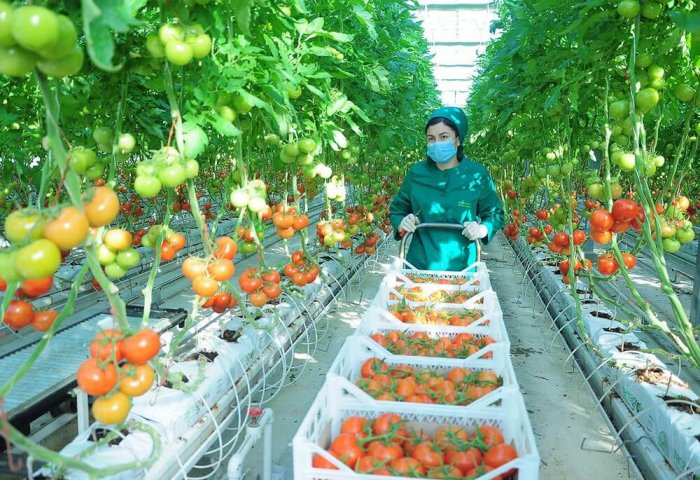 ХО «Uly höwes» ежемесячно экспортирует в Россию 80-100 тонн помидоров