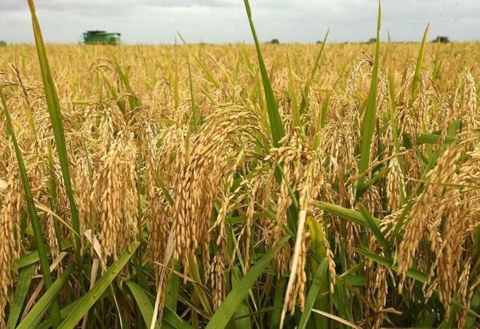 Enterprise in Dashoguz Produces 13.6 Thousand Tons of Rice