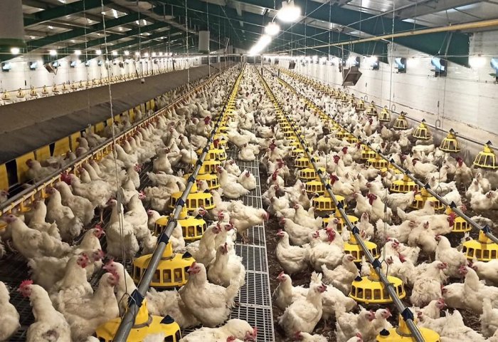Turkmenistan’s Nurly Meýdan Produces Over a Million Chickens in Q1