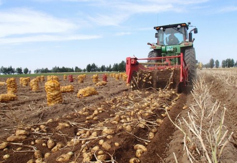 Balkan Region Farmers Plan to Harvest 40,600 Tons of Potatoes