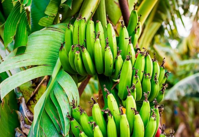 Banana Production Expands in Turkmenistan