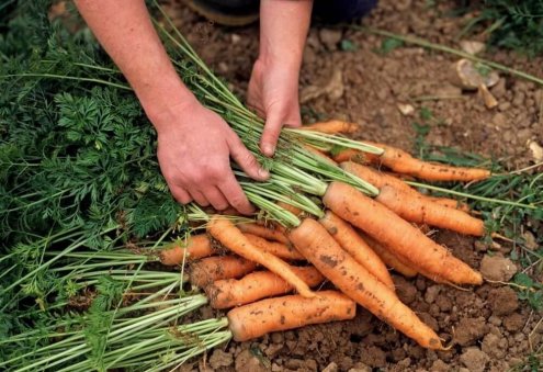 Turkmen Entrepreneur Exports Dried Carrots to Russia