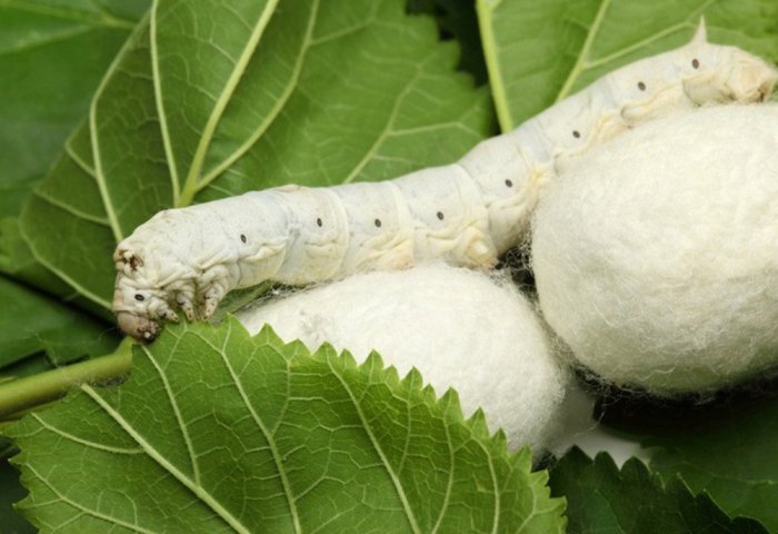 Silk Plant in Turkmenabat Starts Processing New Cocoon Crops