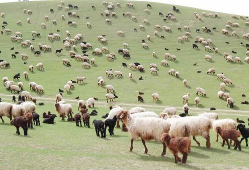 Животноводческие хозяйства Лебапского велаята получили более 74,7 тысячи козлят