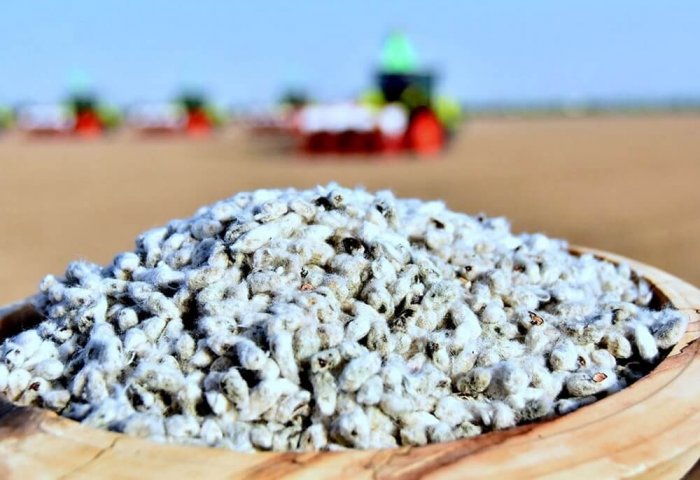 Turkmenistan Sets Price For Cotton Seeds Produced by State Enterprise