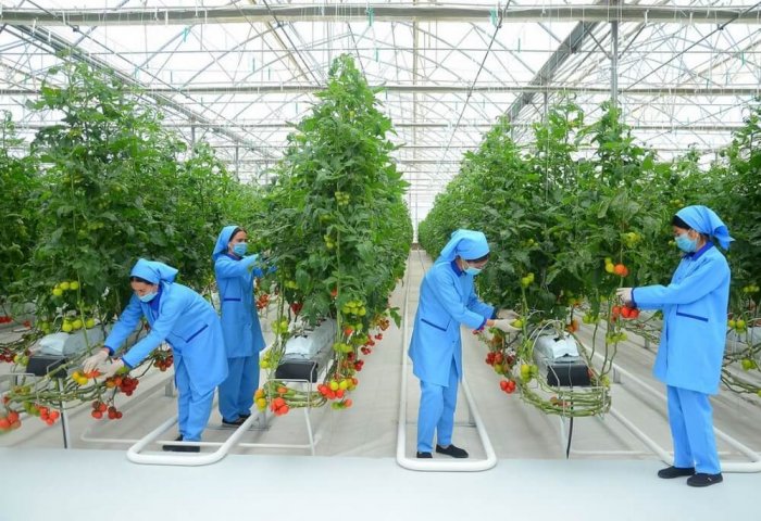 Туркменистан удвоил экспорт тепличных помидоров в Россию