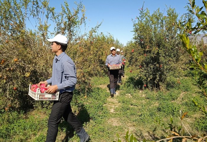 Nagmat daýhan намерено наладить производство и переработку плодовоовощных культур Nagmat daýhan намерено наладить производство и переработку плодовоовощных культур