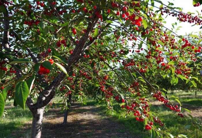 Daşoguz'lu girişimci, kiraladığı arsadan meyve hasadını topluyor