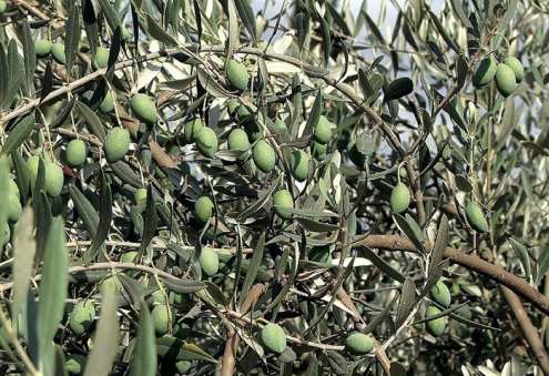 Turkmen Entrepreneur Produces Processed Olives Under Endigan Brand