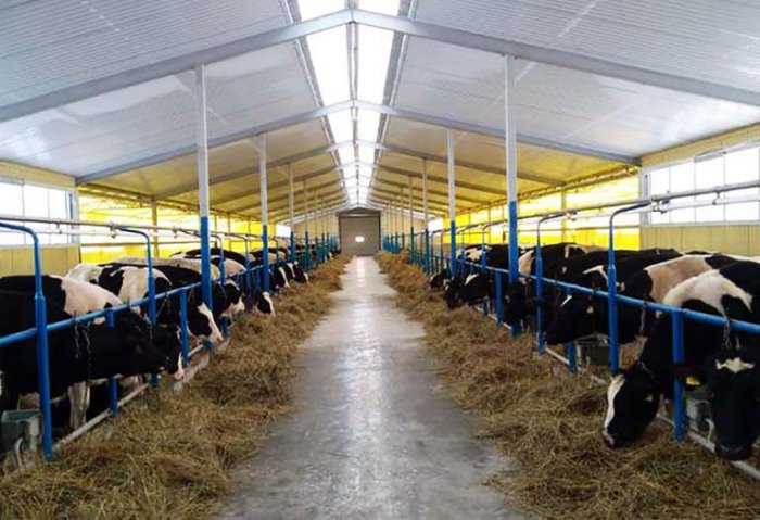 Turkmen Dairy Company Intends to Acquire Cattle From Europe