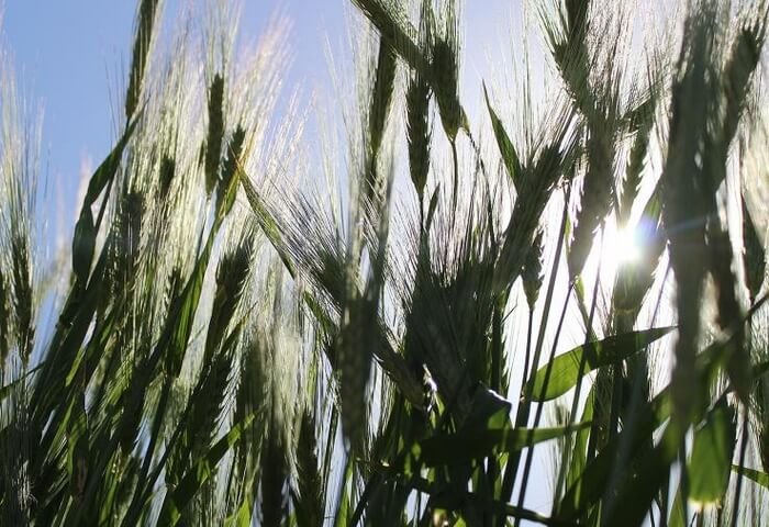 Farmers in Turkmenistan’s Dashoguz to Plant 1,000 Hectares of Barley