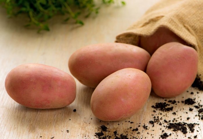 Türkmenistan'lı girişimci, sonbaharda ekilen yeni tip patates çeşidini denedi