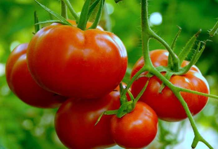 Köneürgençdäki ýyladyşhanada 760 tonna pomidor hasyly ýygnalar