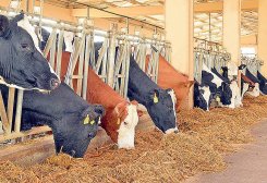 Türkmen telekeçisi “simmental”, “golştin” iri şahly mallaryň 820-den gowragyny idedýär