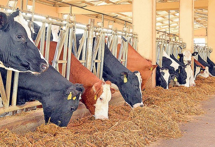Türkmen telekeçisi “simmental”, “golştin” iri şahly mallaryň 820-den gowragyny idedýär