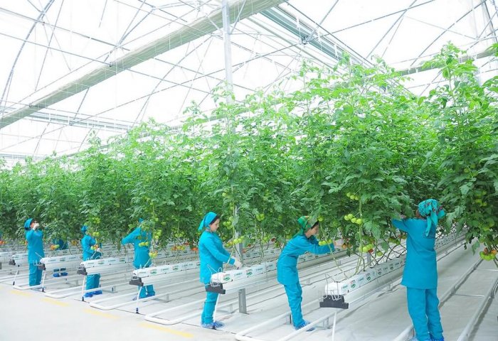 New Modern Greenhouses to Open in All Velayats of Turkmenistan
