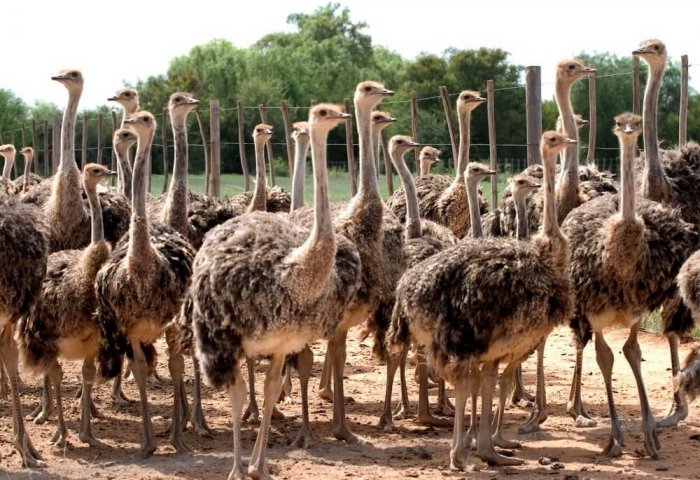 Turkmen Entrepreneur Breeds African Ostriches