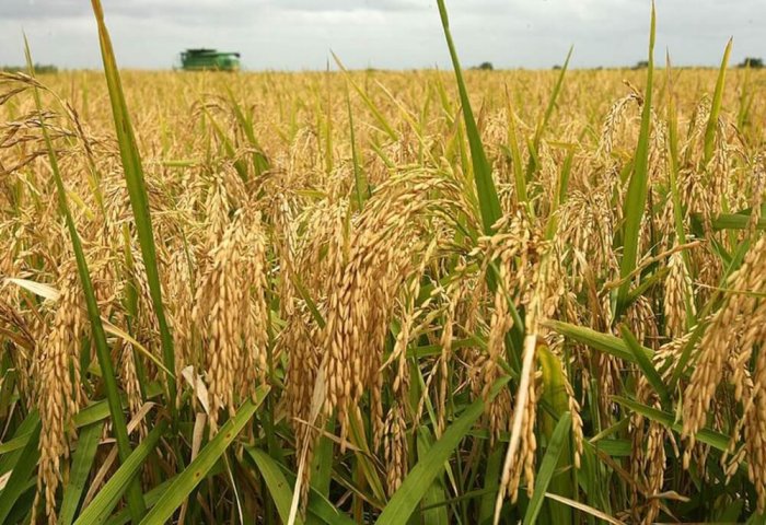 В Дашогузе началась уборка нового урожая риса