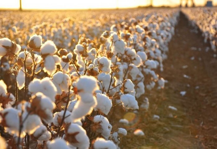 Turkmen Scientists Develop New Cotton Variety "Ýolöten - 58"