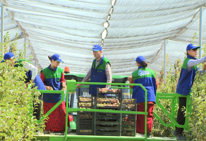 Turkmen Consortium Mive Exports First Apple Harvest Turkmen Consortium Mive Exports First Apple Harvest
