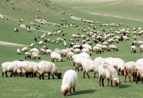 Январь-февраль: В Лебапском велаяте произвели 26,7 тысячи тонн мяса