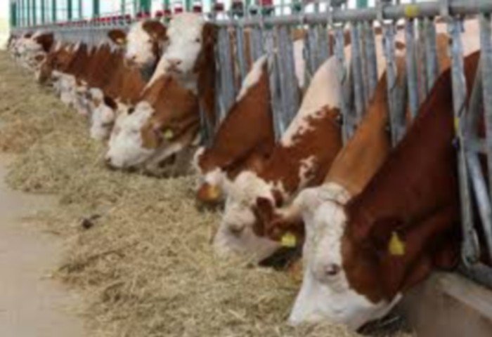 Cattle Breeding Complex in Mary Raises 1,100 Head of Cattle