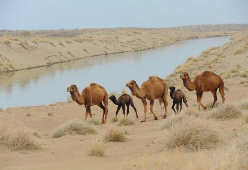 UNESCO Inscribes Desert Ecosystems of Turkmenistan in World Heritage List