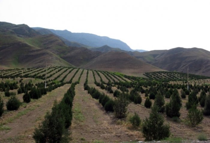 В Туркменистане в 2020 году посадят 10 миллионов деревьев