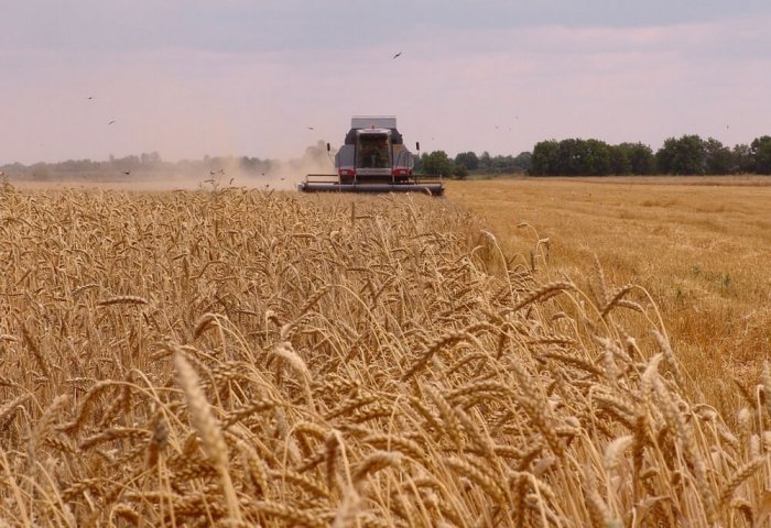 Минсельхоз России предложил ввести отдельную квоту на экспорт пшеницы