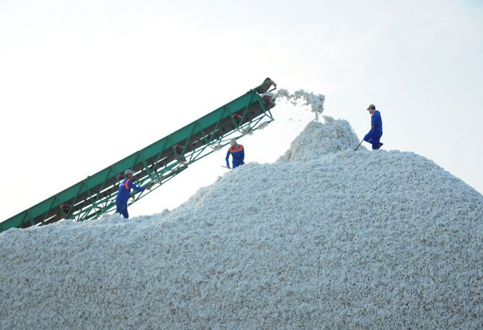 Turkmenistan Harvests Over 1.05 Million Tons of Cotton
