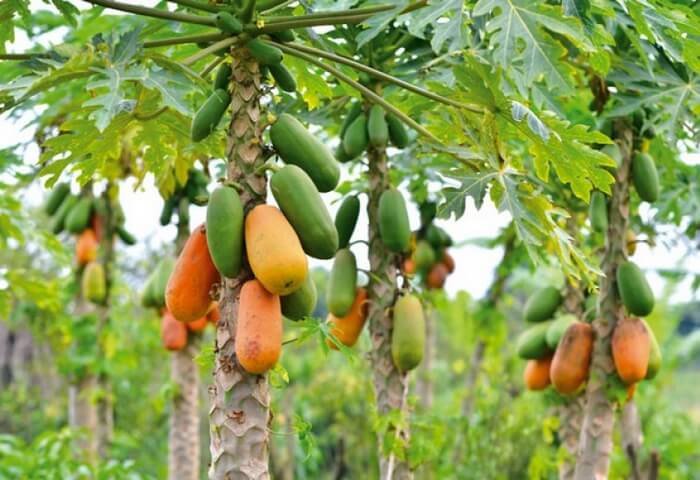 Türkmen kompaniýasy ýyladyşhanada papaýa ösdürip başlady