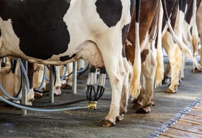 Gözel Türkmen, yetiştirdiği ineklerden aylık 12 tonun üzerinde süt topluyor