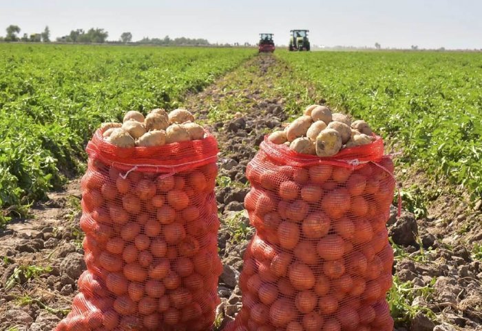 Lebap'ta, bol miktarda patates hasat ediliyor