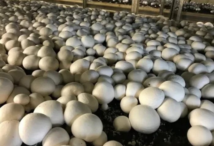 Mushroom Greenhouse in Turkmenistan’s Mary Produces Its First Harvest