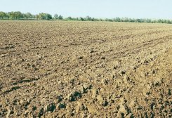В Туркменистане ведутся исследования по созданию средств против засоления почв