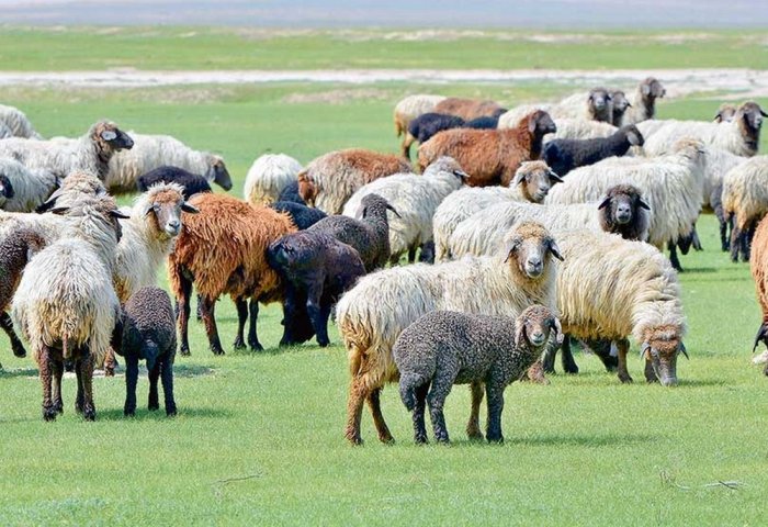 Livestock Breeders In Tagtabazar District Raised 93,925 Lambs And Goats