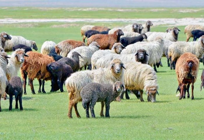 Shepherds from Balkan Province Raise More Than 53 Thousand Calves