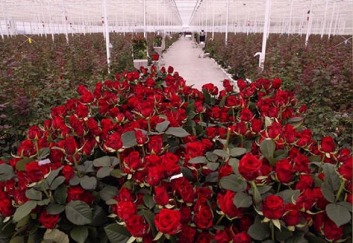 «Нурлы мейдан» планирует вырастить миллион штук роз