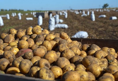 Tebigy Ekin, 2.135 ton patates hasadı yaptı