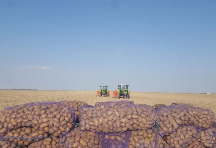 Türkmenistanlı çiftçiler, hektar başına 14 ton patates hasadı planlıyorlar