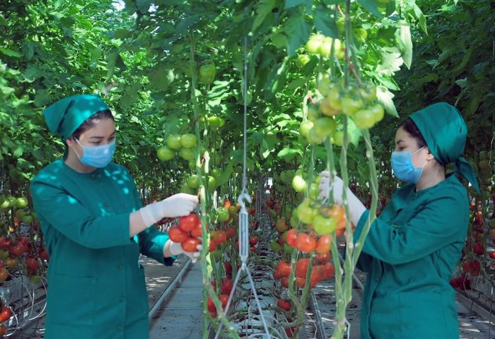Altyn Bürgüt Exports 80% of Its Tomato Crop