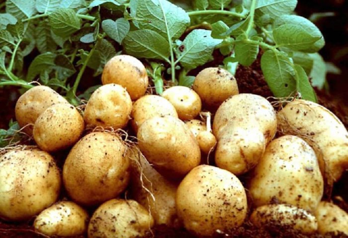 Лебапские земледельцы собрали 89,6 тысяч тонн картофеля