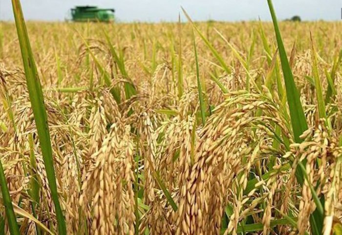 Земледельцы северного региона нацелены собрать 14,470 тонн урожая риса
