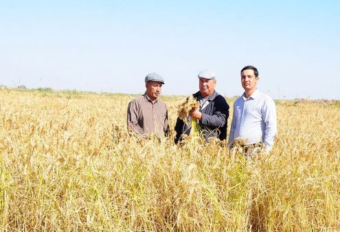 Lebaplı çiftçiler, bu yıl 47,4 bin ton pirinç hasadı planlıyorlar